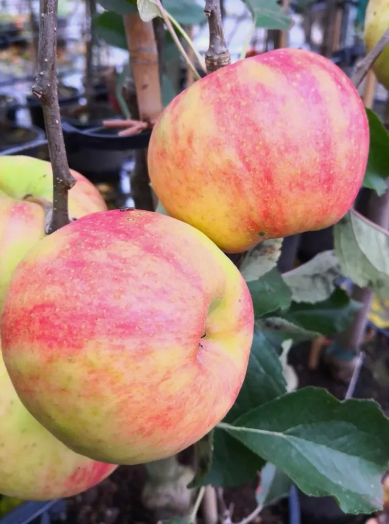 Apple "Carnival" bush, in 10L container