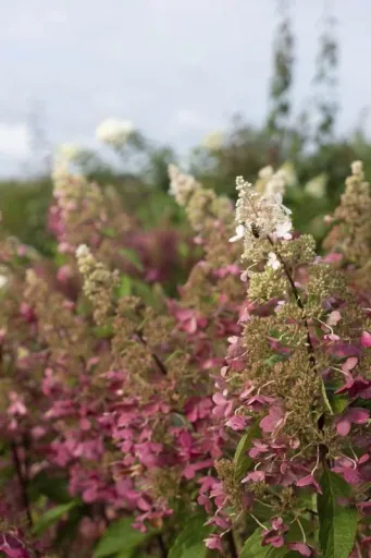 Panicle hydrangea "Pinky Winky", Hydrangea paniculata, 4.6 liter pot, 40-60 cm tall, set of 2