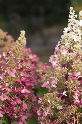Panicle hydrangea "Pinky Winky", Hydrangea paniculata, 4.6 liter pot, 40-60 cm tall, set of 2