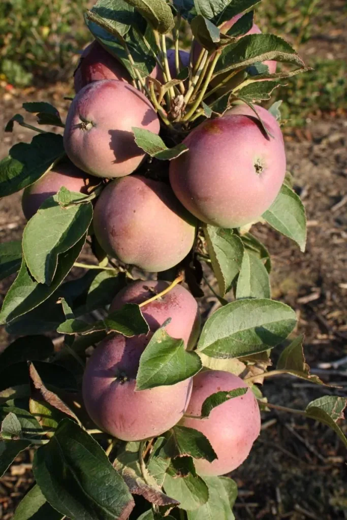 Columnar apple "McIntosh", 7.5L container, medium-sized, juicy fruits with a lovely aroma