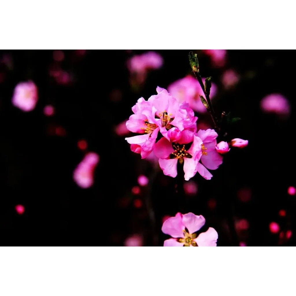 Flowering Almond Tree - Prunus Triloba XXL - (140-160cm) - 2 Plants