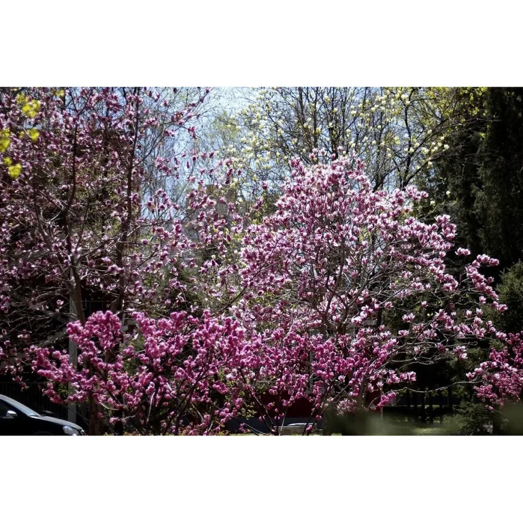 Flowering Almond Tree - Prunus Triloba XXL - (140-160cm) - 2 Plants
