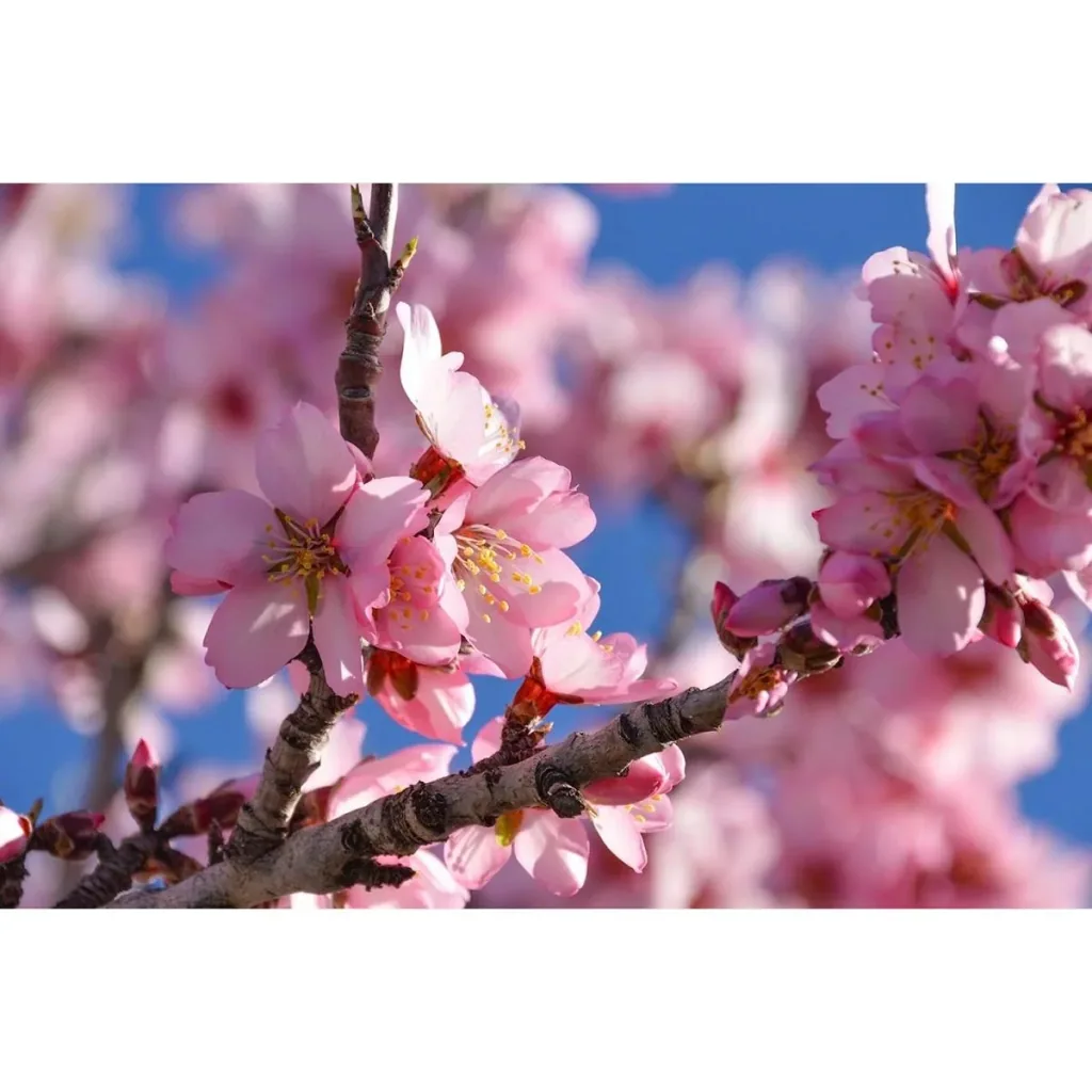 Flowering Almond Tree - Prunus Triloba XXL - (140-160cm) - 2 Plants