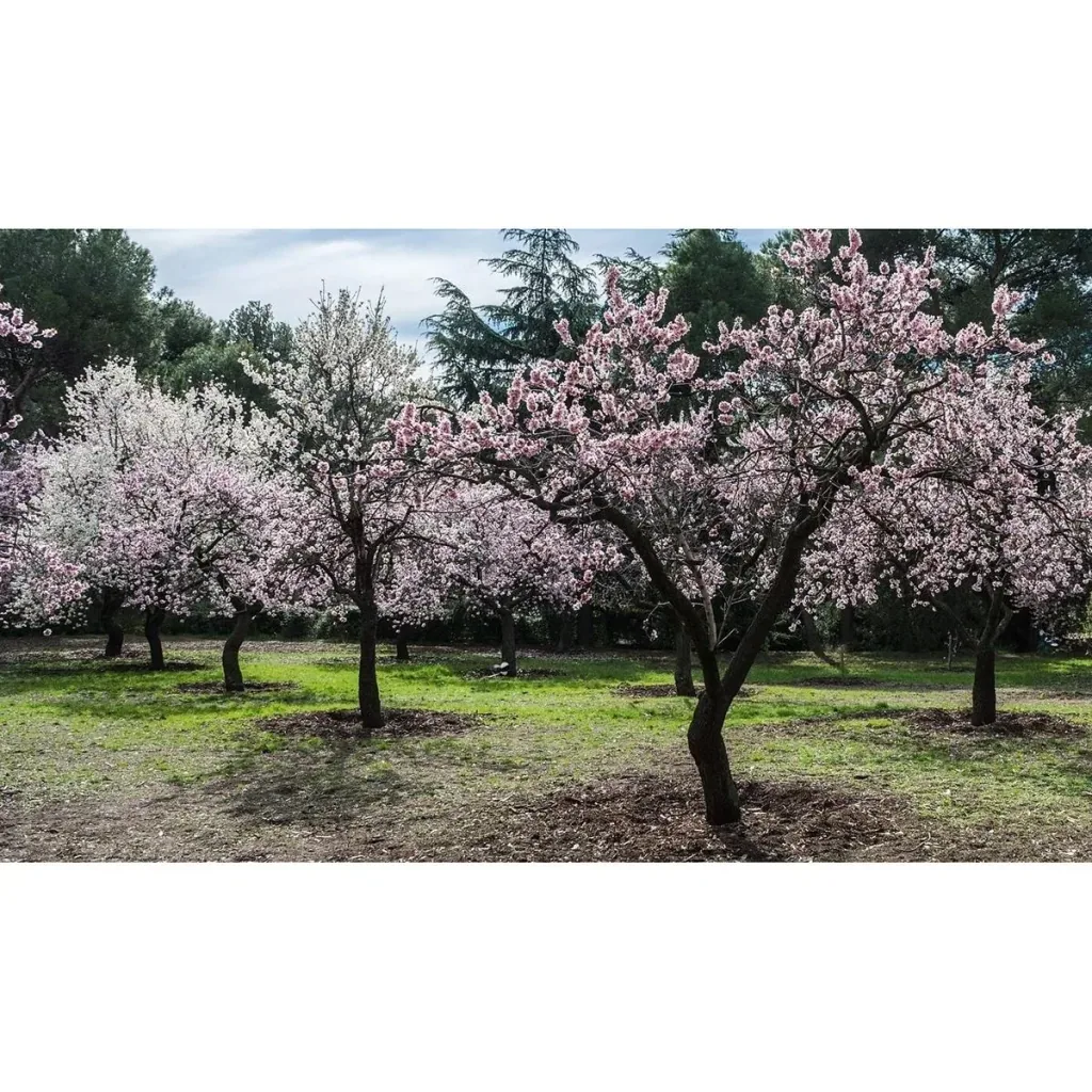 Flowering Almond Tree - Prunus Triloba XXL - (140-160cm) - 2 Plants