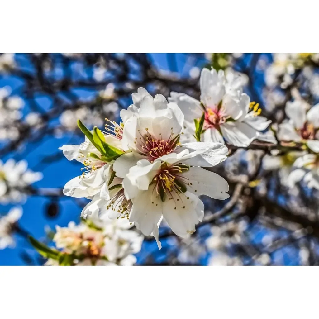 Flowering Almond Tree - Prunus Triloba XXL - (140-160cm) - 2 Plants