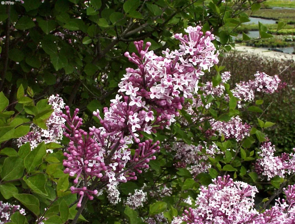 Meyer's Lilac Josee - Syringa meyeri - 7.5 L pot 60-80 cm