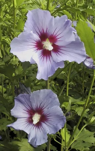Hibiscus syriacus Marina - 7.5 L pot 70-80 cm