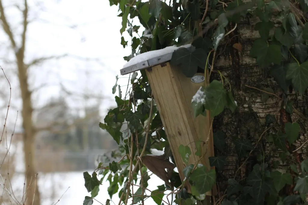 Treecreeper nesting box