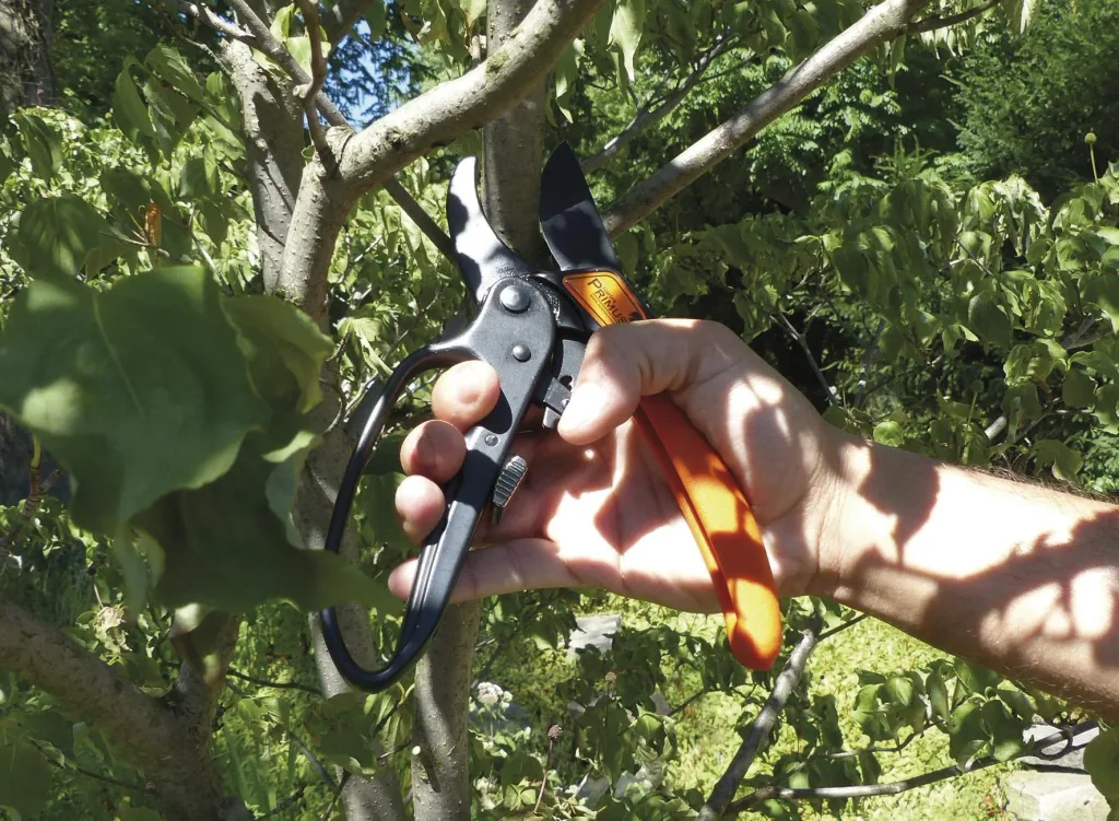 Ratchet pliers