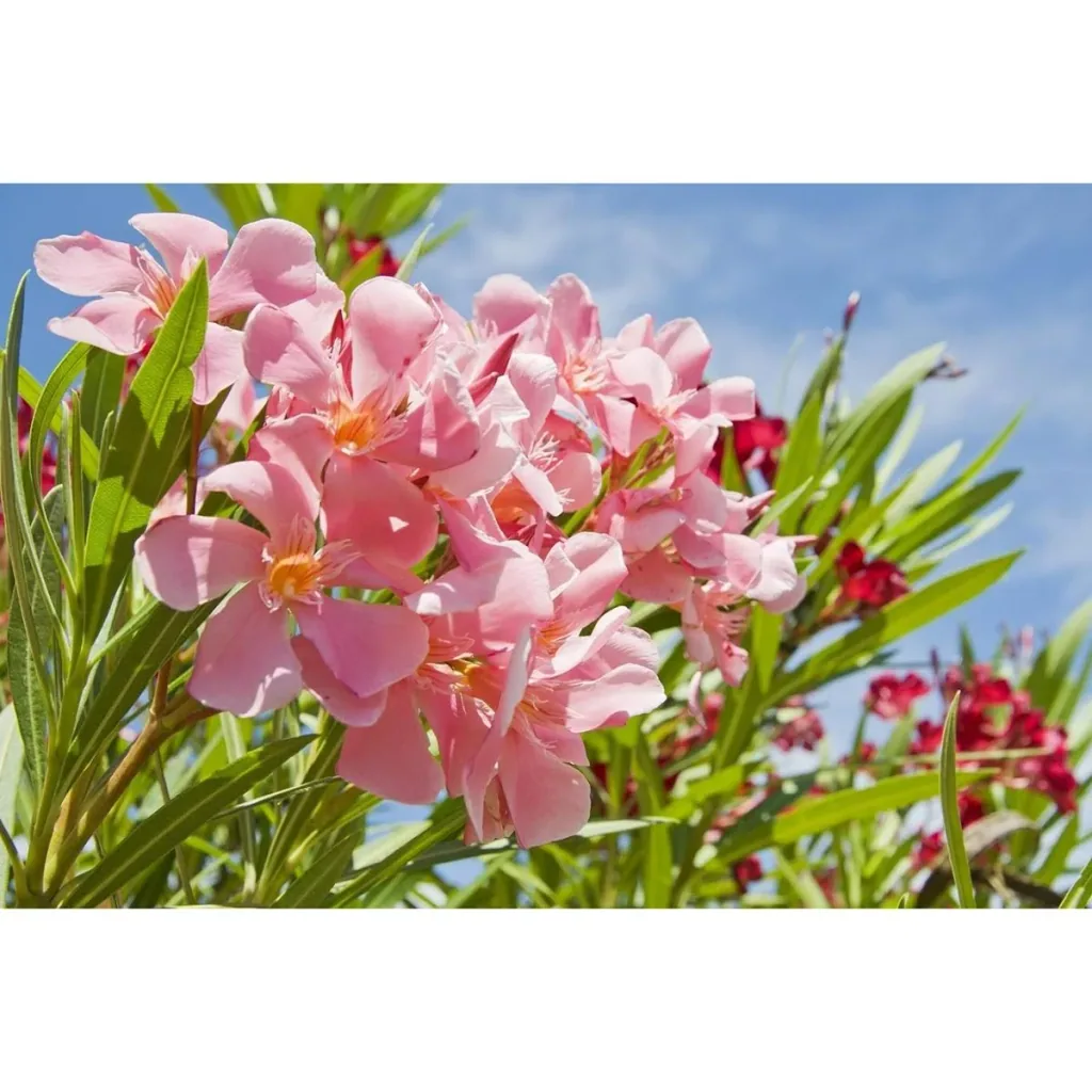 Flower-up Tropical Nerium oleander plants - 8 pieces - 25-38 cm - hardy evergreen