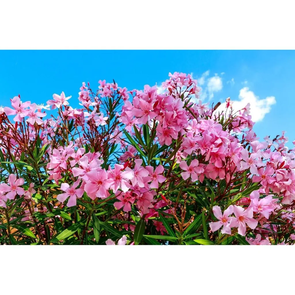 Flower-up Tropical Nerium oleander plants - 8 pieces - 25-38 cm - hardy evergreen
