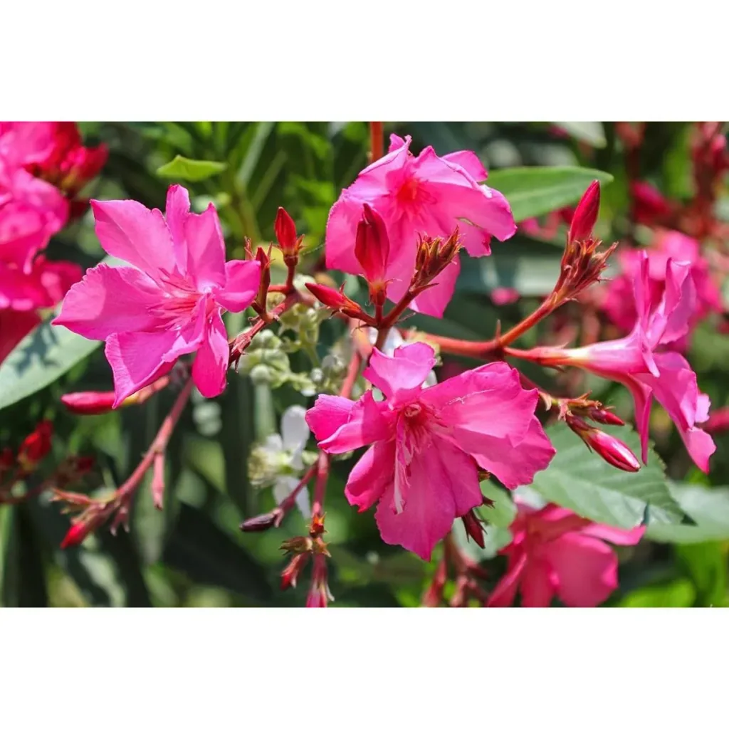 Flower-up Tropical Nerium oleander plants - 8 pieces - 25-38 cm - hardy evergreen