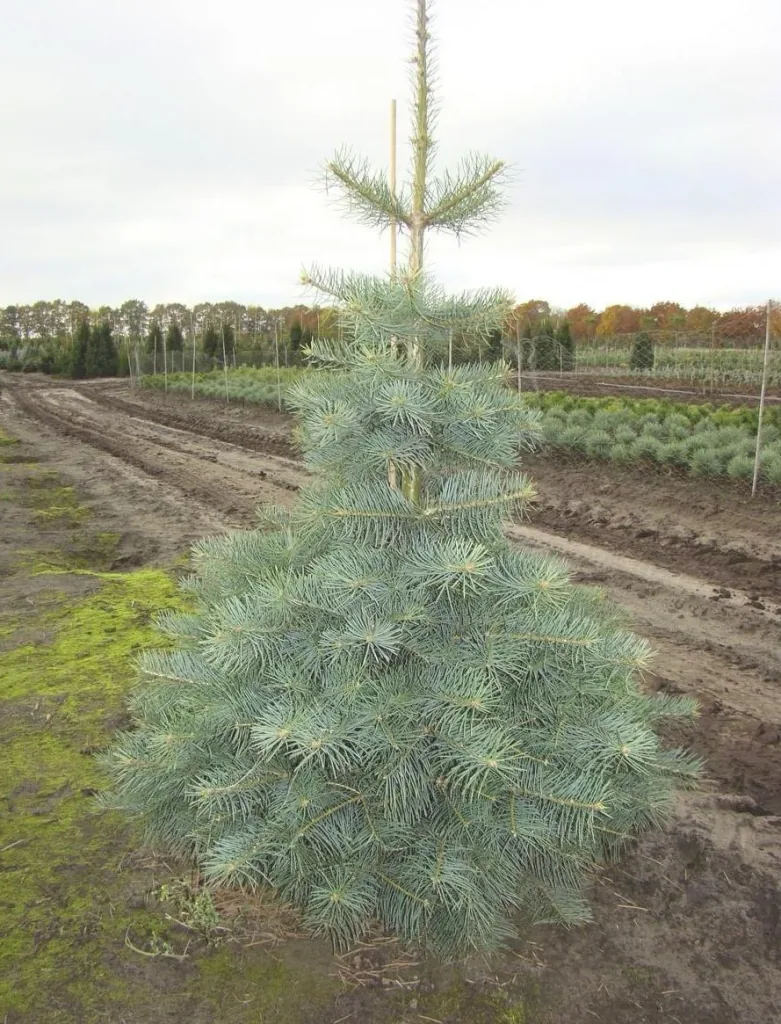 Colorado fir, grey fir, Abies concolor - solitary tree with ball 125-150 cm