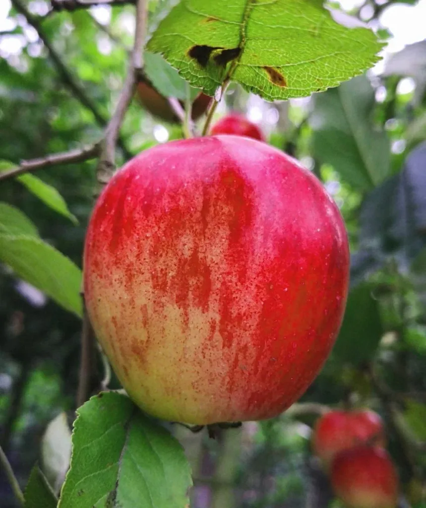 Apple "Idared + Dülmener" 2 varieties on one stem, in a 10L container